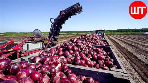 How Millions Of Onions Are Harvested Processed Incredible Onion