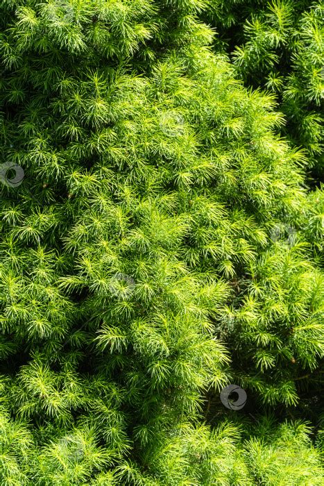 Мелкие иголочки на ветвях канадской ели Picea glauca Conica. Крупный ...