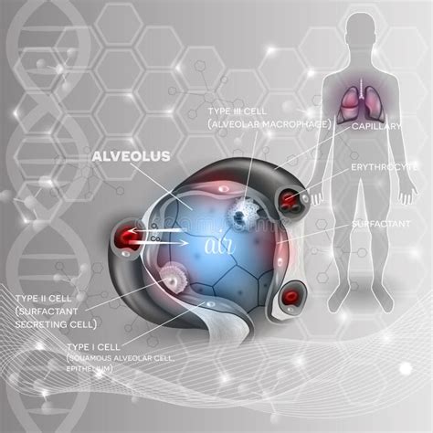 Alveolus Stock Illustration Illustration Of Capillary 46128621