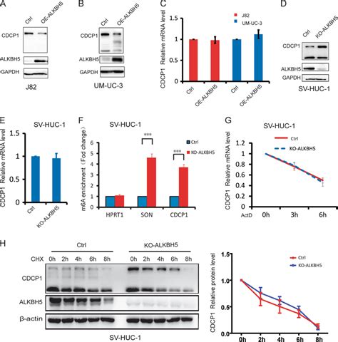 m⁶A demethylase ALKBH5 regulates CDCP1 mRNA modification and