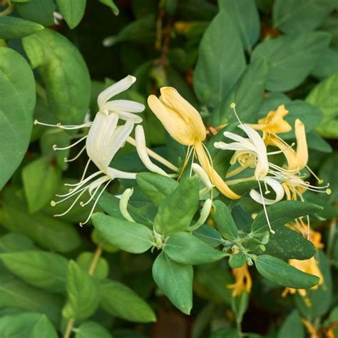 Kamperfoelie Lonicera Japonica Hall S Prolific Tuinplantenbezorgd Nl