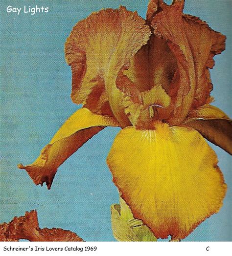 Gay Lights Historic Iris Preservation Society