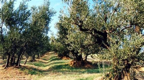 A Canino la Camminata tra gli olivi del 30 ottobre sarà uno strumento