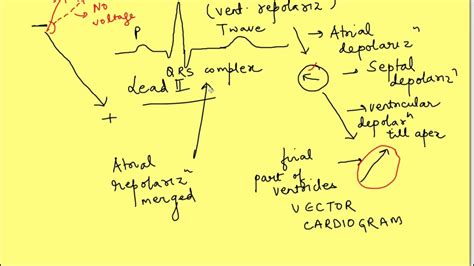 Understanding Electrocardiogram Ecg Physiology Cardiovascular System Youtube