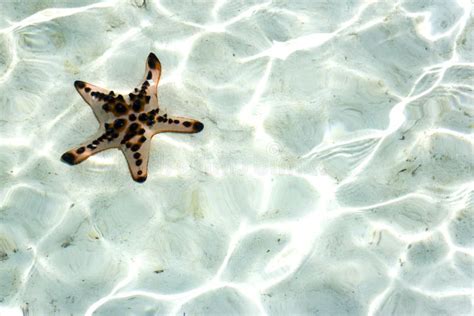 Starfish Underwater Wallpaper