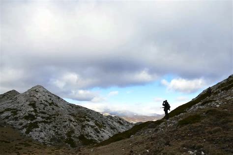 A Dwarf In The Land Of Giants Cantabrian Chamois In Spain