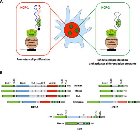 A Illustration Of The Different Properties Of Human Hcf 1 And Hcf 2 Download Scientific