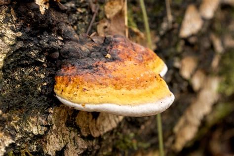 Hongo Chaga O Hongo De Abedul Que Crece En La Corteza Del Tronco Del