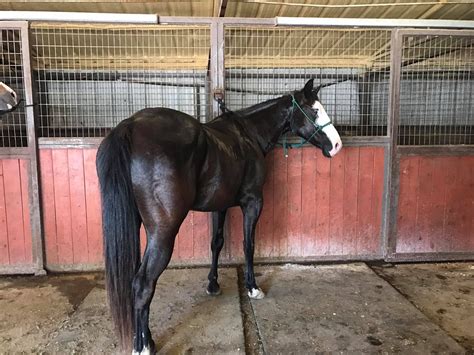 Black Baldface Gelding