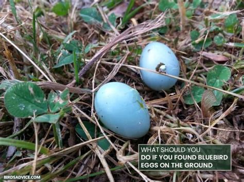 Why Do Bluebirds Abandon Their Eggs? Birds Advice