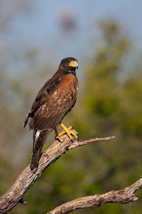 Harris's Hawk 5