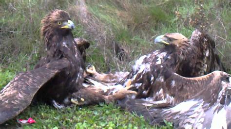 pelea de aguilas reales Oyon-Oion 2 - YouTube