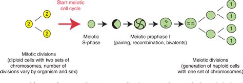 Figure 1 From Molecular Regulation Of The Mitosis Meiosis Decision In Multicellular Organisms