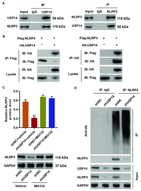 Usp14 Interacts With Nlrp3 And Inhibits Ubiquitination Of Nlrp3 A The