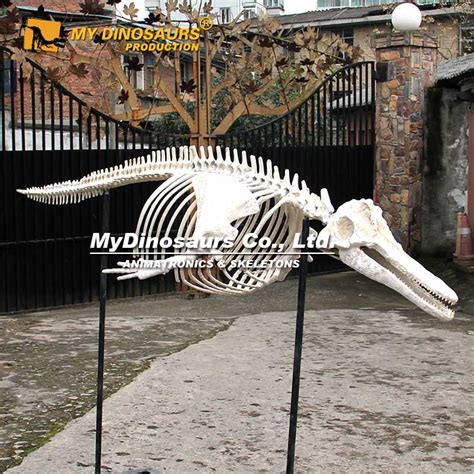 AS-020 Complete Dolphin Skeleton for Sale | My Dinosaurs