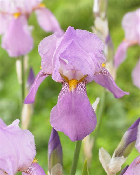 Iris Pallida Dalmatian Iris Herbaceous Perennialrhs