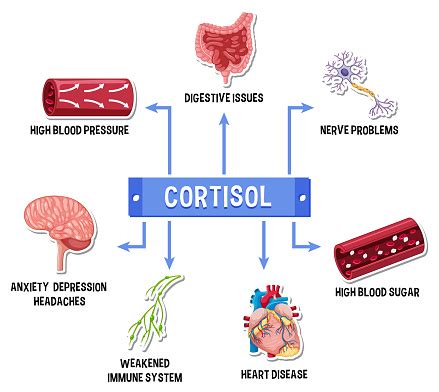 Como Baixar O Cortisol No Organismo - Vetores de Esquema Do Sistema De Cortisol De Estresse e mais imagens de ...