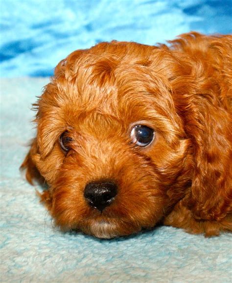 Red Cavapoo Puppy Cavapoo Puppies Cavapoo Puppies