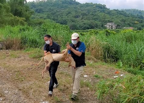 影／黃狗遭「山豬吊」扯爛腿白骨外露！救援人員一看傷口嚇呆 寵毛網 Nownews今日新聞