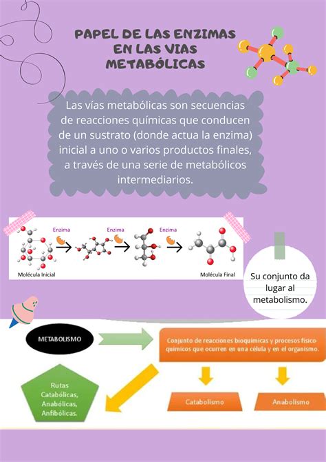 Infografía Enzima Bioquímica Papel De Las Enzimas En Las Vias