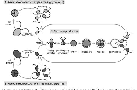 PDF Sexual Reproduction In Unicellular Green Alga Chlamydomonas