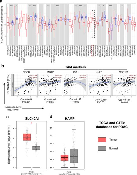 Slc40a1 Expression Is Upregulated In Pancreatic Cancer Tumor Tissues