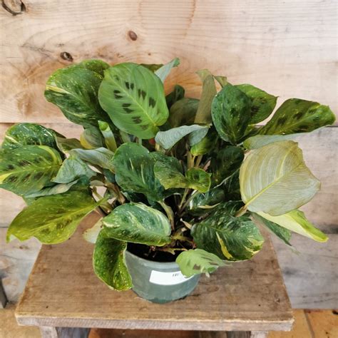 6” Beauty Kim Variegated Maranta Prayer Plant - Flowers Talk Tivoli