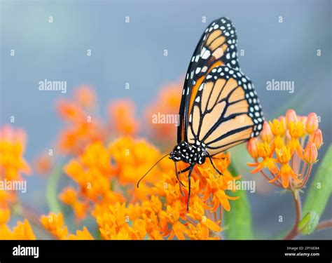 A Monarch Butterfly Danaus Plexippus Feeding On Milkweed Asclepias Tuberosa Flowers Stock