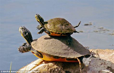 The Adorable Moment A Turtle Mother Teaches Her Baby How To Swim By