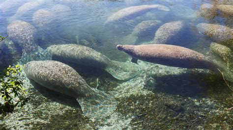 Orlando Manatee Snorkel Tours with Real Florida Adventures – ITouchOrlando