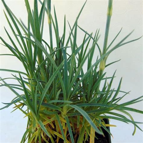 Dianthus plumarius Letitia Wyatt Œillet mignardise aux fleurs rose