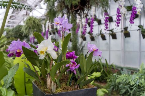 A View Unlike Any Other: Orchid Extravaganza | Longwood Gardens