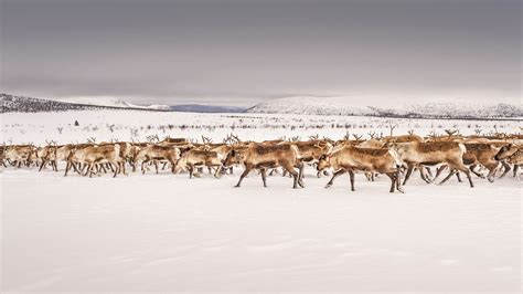 7 rewilding projects you can visit in Europe - Lonely Planet