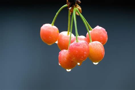 Premium Photo A Bunch Of Sweet Cherries With Water Droplets On The