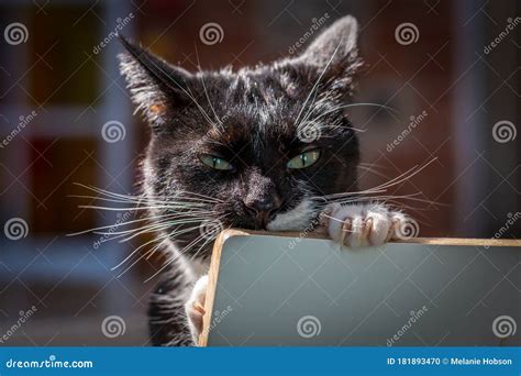 Um Gato Preto E Branco Foto De Stock Imagem De Pele 181893470