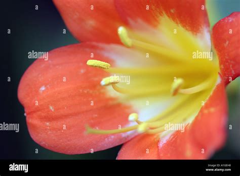 Bush Lily Clivia Miniata Regel Amaryllidaceae Stock Photo Alamy