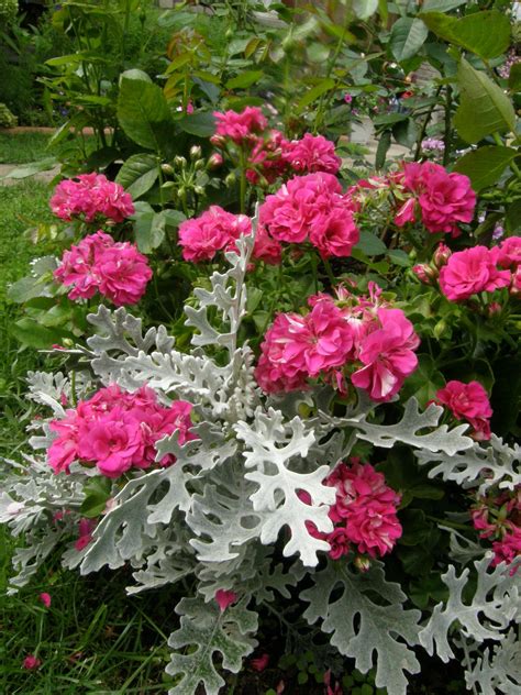 Ярко-розовая плющелистная пеларгония и цинерария - Хорошие партнеры ...