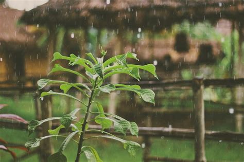 Rain Vs Tap Water Which Is Better For Watering Plants Neatorama