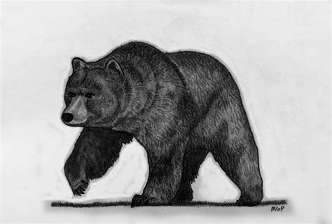 Grizzly Bear Sketch Drawing by Michael Panno - Fine Art America