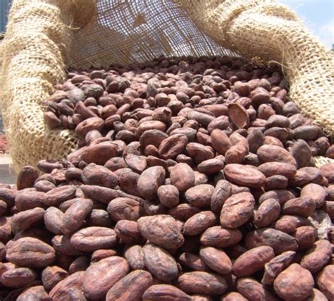 Trazabilidad En La Cadena Productiva Del Cacao Poscosecha Cacao