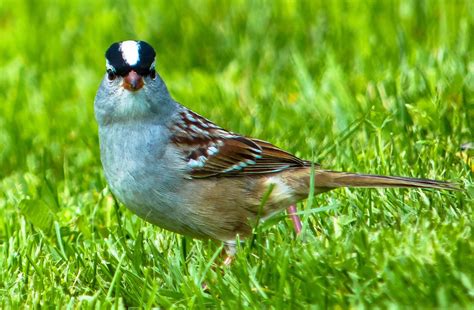 Gale S Photo And Birding Blog White Crowned Sparrow