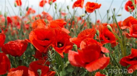 Bild Rote Mohnblumen Auf Der Wiese Nach Ma Myredro De