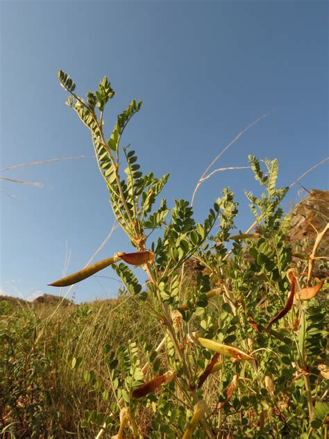 Caragana microphylla - Изображение особи - Плантариум