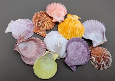 Scallop Shell