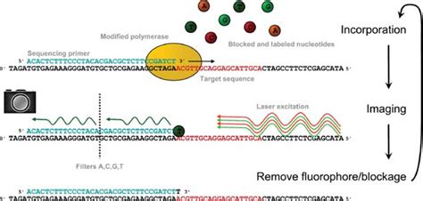 Reversible Terminator Chemistry Applied By The Illumina Ga Sequencing