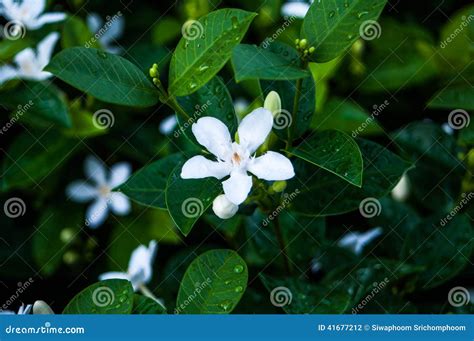 小的白花 库存照片 图片 包括有 五颜六色 自然 花粉 开花的 工厂 花瓣 叶子 花卉 庭院 41677212