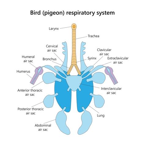 190 Bird Respiratory System Royalty-Free Images, Stock Photos & Pictures | Shutterstock