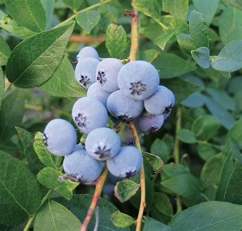 Pink Lemonade Blueberry Plant Live Plant In A 2 Inch Growers Pot