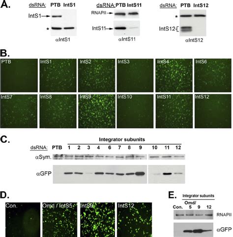 Knockdown Of The Drosophila Integrator Subunits Causes Misprocessing Of