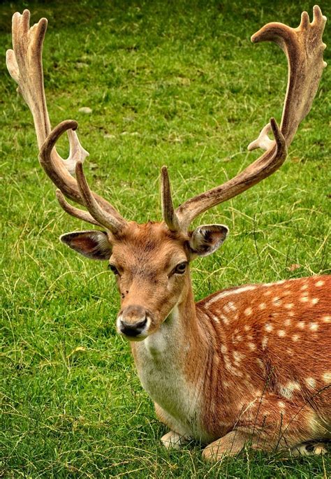 About Wild Animals Huge Antlers Of A Fallow Deer Fallow Deer Deer